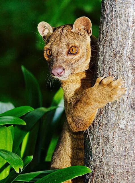 Fossa Peeking Around Tree Bizarre Animals Unusual Animals Wild