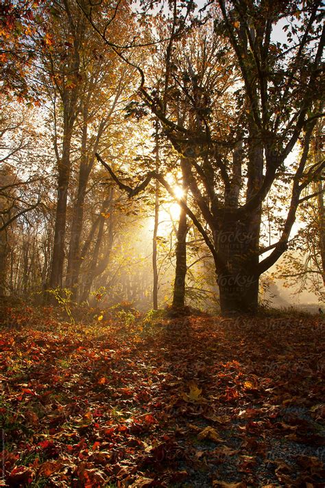 Autumn Leaf Forest By Stocksy Contributor Ryan Matthew Smith Stocksy