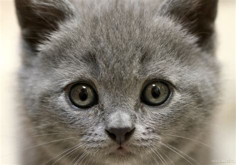 Cute Grey Kitten Wallpaper Download Cat Hd Wallpaper