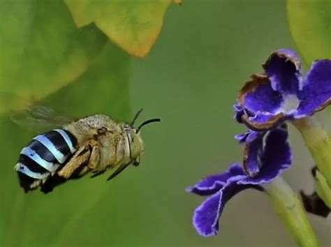 Australian Blue Bee Go Viral After People Discover They Exist Have