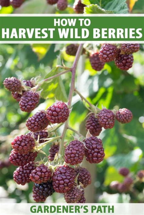 How To Harvest Wild Berries Foraging For Beginners