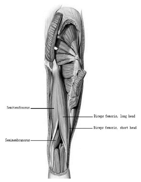 Applied Sciences Free Full Text Hamstrings On Morphological