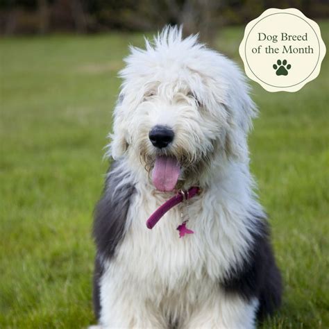 Old English Sheepdogs Facts Personality Temperament