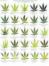 Marijuana Growth Chart Pictures