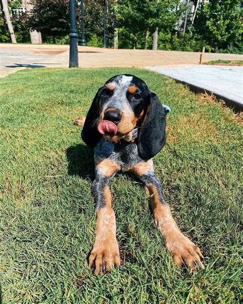 15 Reasons Why Coonhounds Make Great Pets Pettime