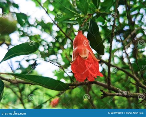 Red Anar Dalim Flower In The Tree Stock Image Image Of Produce