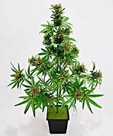 Silk Marijuana Plant