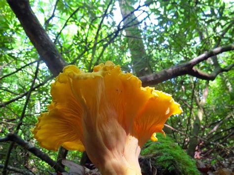 Foraging For Chanterelles The Permaculture Research Institute