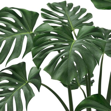 Why are the leaves on my monstera limp and drooping? monstera leaves max | Monstera leaf, Monstera, Trees to plant