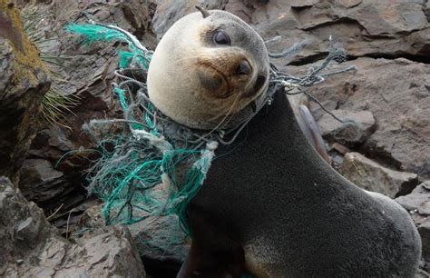700 Marine Species Might Go Extinct Because Of Plastic Pollution Here