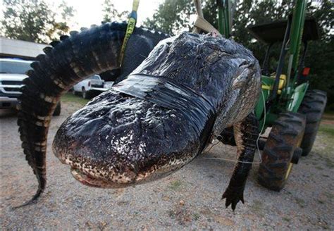 Photos Record Alligator Caught In Alabama