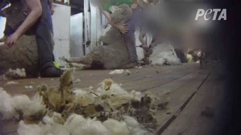 Sheep Beaten Kicked And Killed For Wool Youtube