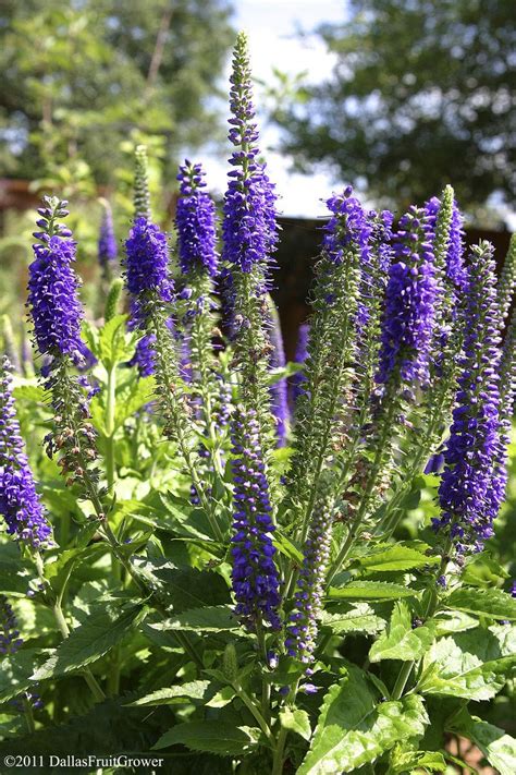 Long Blooming Tall Perennials Garden Design Ideas