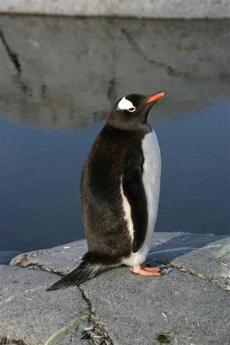 Photos Of Flightless Birds All 18 Penguin Species Gentoo Penguin