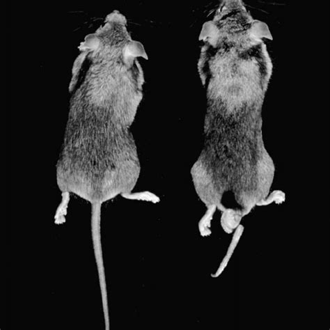 Phenotype Of The Lp M1jus Mice Note The Looped Tail Appearance In