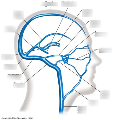 Venous Sinuses Of The Brain Diagram Quizlet