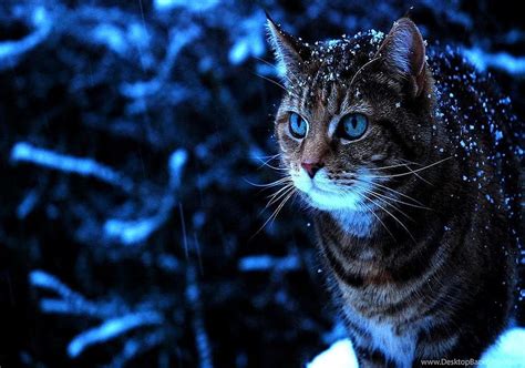 Cats Snow Cat Winter Blue Tabby Eyes For 169 Backgrounds Cats In