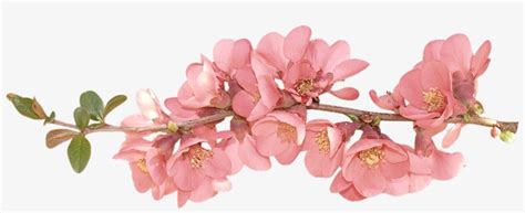 Free flower clipart transparent background cliparts suggest. Spring Flowers Spring Flower Clip Art Clipart - Spring ...