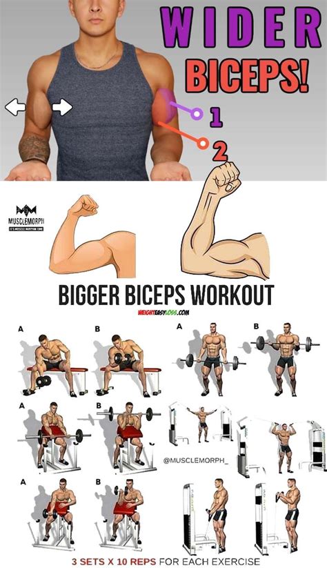 Index Of Big Biceps Workout Arm Workout Routine Shoulder Workout