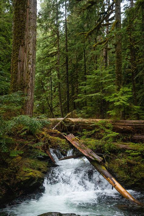 Pacific Northwest Forest Landscape Photo Print Etsy