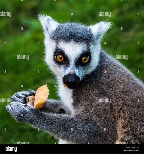 Ring Tailed Lemur Eating Stock Photo Alamy