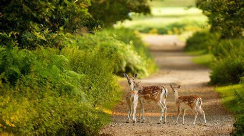 Three Deers Are Standing On Pathway Hd Deer Wallpapers Hd Wallpapers