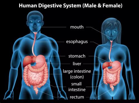 digestive system how it works my xxx hot girl