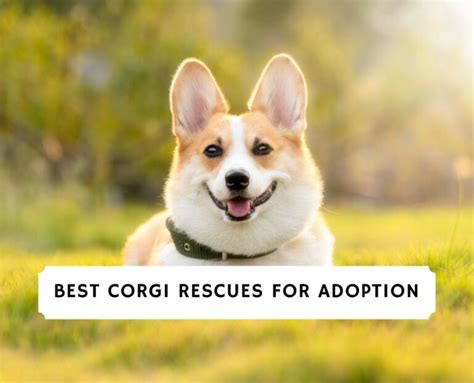 7 Best Corgi Rescues For Adoption In The United States 2023 We