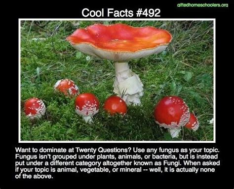 Cool Facts 492 Loungefungi Facts