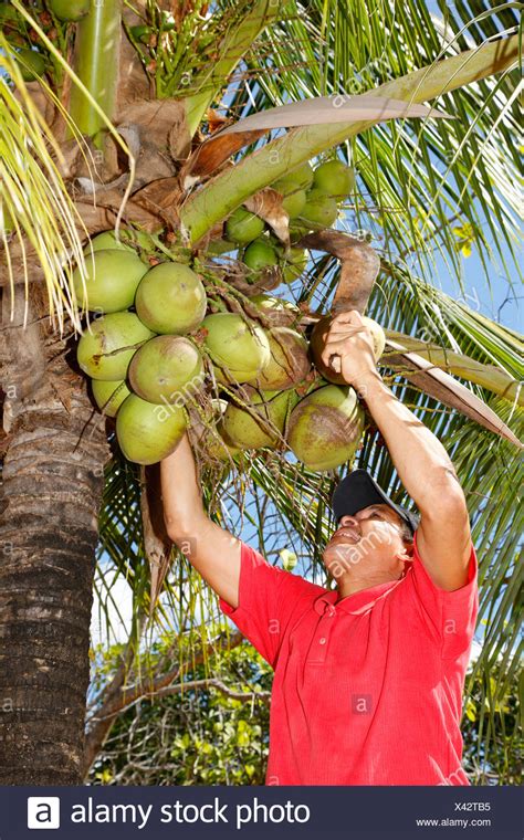 Harvesting Coconut High Resolution Stock Photography And Images Alamy