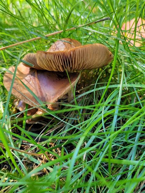 Brown Mushrooms In The Green Grass Stock Image Image Of Mushroom
