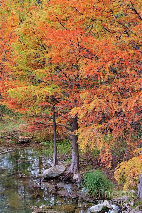 Hill Country Fall Cypress Vertical Photograph By Bee Creek Photography