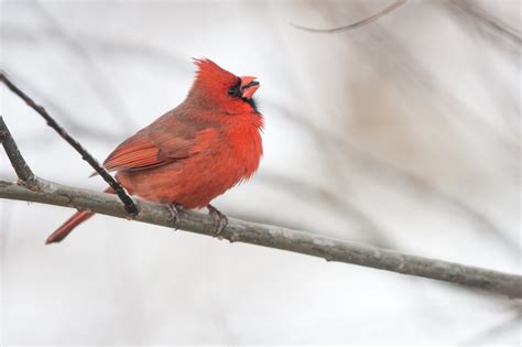 Northern Cardinal On Branch