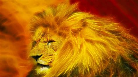 Lion Hd Wallpapers Wallpaper Cave