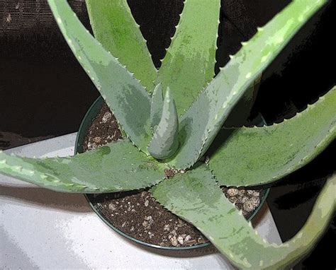 Aloe vera is one of the best plants for housing as it is easy to grow and look. Aloe Vera Plant A2 Free Stock Photo - Public Domain Pictures