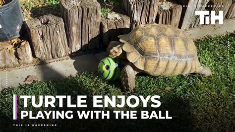 Turtle Enjoys Playing With Ball In Backyard Youtube