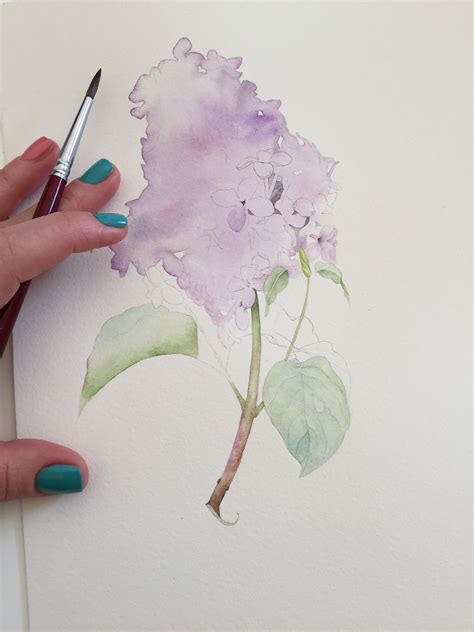 Lilac Botanical Illustration With Watercolor Lilac Painting