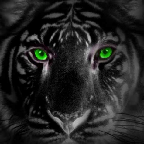 Green Tiger Youtube