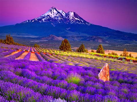 Lavender Field In The Foot Of The Mountain Hd Desktop