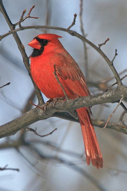 ♂ Cardinal Pet Birds Cardinal Birds Beautiful Birds