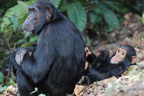 Chimpanzees Early Social Interactions May Affect Sex Specific