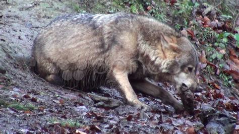 Wolf Eating Its Prey Stock Footage Youtube