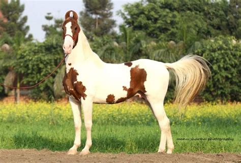 horse breeds  india horse squad