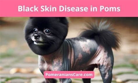 Alopecia X In Pomeranians Black Skin Disease Explained