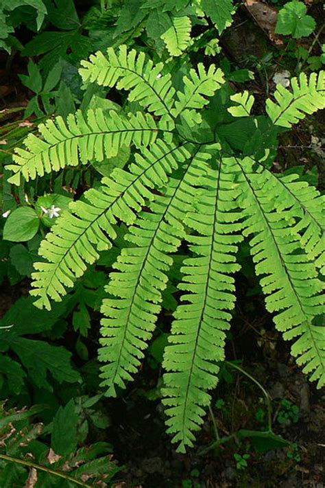 Sullivan County Soil And Water Conservation District Maidenhair Fern