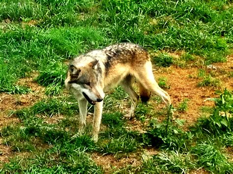 Wolf Park Indiana Wolf Park Indiana Wolf Park Dogs