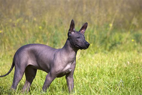 Best canned food for large breed puppies. Mexican Hairless | Bil-Jac