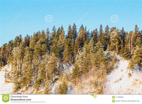 Dark Coniferous Forest On A High Hill Spruce And Pine Trees In