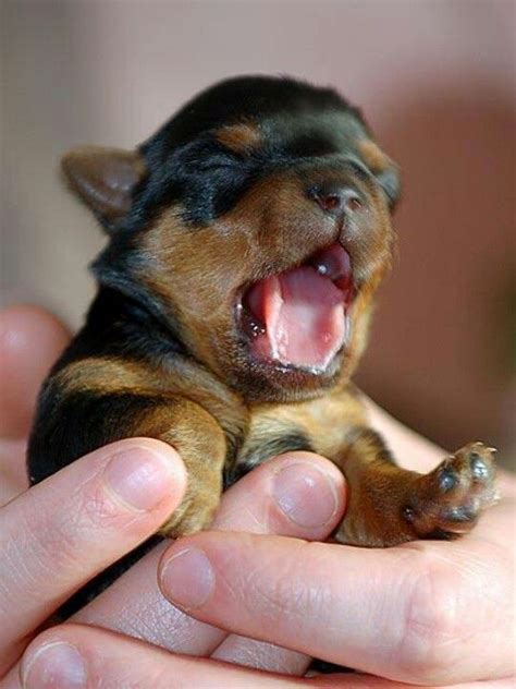 Sweet Baby Baby Animals Doberman Puppy Cute Animals