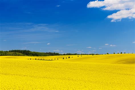 Yellow Field Free Stock Photo Public Domain Pictures